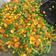 Cooksnap dari aminipriyono@gmail.com untuk resep Tumis buncis jagung wortel