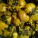 Babita Sharma का कुकस्नैप जब उन्होंने आलू मेथी की सब्जी(aloo methi ki sabji recepie in hindi) बनाया था।