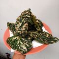 Cooksnap dari Papa Ica untuk resep Keripik Bayam Renyah