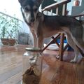 El cooksnap de Carla Sobral cuando hizo Galletas para perros.