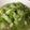 Rowena Tsang 的 薑絲炒絲瓜 cooksnap