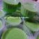 Cooksnap dari Amil Farah untuk resep Pudding Lumut / Agar-agar lumut / Pudding Pandan