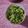 Urmi Desai's cooksnap of when they made કોલેજીયન ભેળ (collegian Bhel Recipe in Gujarati).