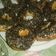 Cooksnap dari Nasruddin Hamzah32ttwxtz untuk resep Donat Tanpa kentang Empuk