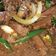 Cooksnap dari Nurul Masruroch untuk resep Sapi Lada Hitam #BikinRamadhanBerkesan