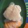 Cooksnap dari vytha chant untuk resep Mango Sticky Rice with Coconut Fla