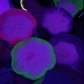 El cooksnap de Isabella Jimenez cuando hizo Piña colada sin alcohol .