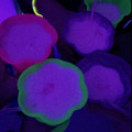 El cooksnap de Isabella Jimenez cuando hizo Piña colada sin alcohol .