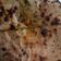 Pooja Sharma का कुकस्नैप जब उन्होंने दाल प्याज़ पराठा (dal pyaz paratha recipe in Hindi) बनाया था।