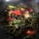 Cooksnap dari Lucky Af untuk resep Tumis kangkung saus tiram