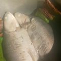 Cooksnap dari Fatin Nuha untuk resep Otak2 bandeng