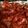 bosox2529's cooksnap of when they made Honey BBQ Baked Chicken Wings.