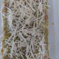 Cooksnap dari Nana Rohmana untuk resep 77. Brownies Greentea Keju