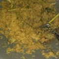 Cooksnap dari Arif Wibowo untuk resep Daging Serundeng