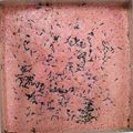 Cooksnap dari Rrmasyithah untuk resep Tumis buncis beef belly slice