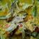 Cooksnap dari dapur_imut Khoir untuk resep Sambal goreng cucut pari asap