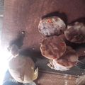 El cooksnap de Raul Romero cuando hizo Queso de cerdo casero.