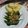 Cooksnap Ratna Rasuan semasa beliau membuat 18:9:24 - Cili solok goreng bawang putih.