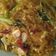 Cooksnap dari Roshayati untuk resep Soun goreng kecap