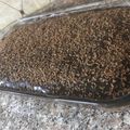 صورة من Rahaf Ali Saadeh، شاركها بعد تجربة وصفة كيك شوكولاته زينتها منها وفيها