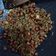Cooksnap dari susanti meyling untuk resep Sambal teri kacang tanah