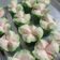 Cooksnap dari Devi Lukito untuk resep Bolu kukus mekar air kelapa