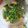 Cooksnap dari Sonya untuk resep Tumis daun gingseng