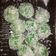 Cooksnap dari Tina Nafeeza untuk resep Klepon viraaall