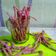 Cooksnap dari Rani Safitri untuk resep Stik ubi ungu
