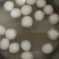 Sarika Gupta का कुकस्नैप जब उन्होंने रसगुल्ले (rasgulla recipe in Hindi) बनाया था।