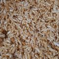 Ekta Rangam Modi's cooksnap of when they made મમરા ની ચીકી.