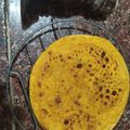 mitu madlani's cooksnap of when they made મસાલા થેપલા.