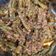 Pinal Patel's cooksnap of when they made ગવાર નું મસાલા શાક (Gavar Masala Shak Recipe In Gujarati).
