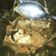 Cooksnap dari Yustine Alvin untuk resep Botok Lele