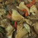Cooksnap dari Milda untuk resep Tongseng sapi