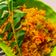 Isha mathur का कुकस्नैप जब उन्होंने कान्दा पोहा {चूड़ा पूलाव} (Kanda Poha /Chuda Pulao recipe in hindi) बनाया था।