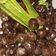 Cooksnap dari Shafa's Kitchen untuk resep Boba Homemade
