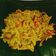 Cooksnap dari Ancient'One untuk resep Usus Ayam Bara-Bere