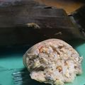 Cooksnap dari Lia Hasan untuk resep PEPES TERI NASI & TAHU