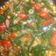 Cooksnap dari Jemari_Yurie untuk resep Tumis Jagung Kacang Panjang