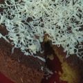 Cooksnap dari Fenti Windastari untuk resep Bolu keju empuk
