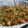 Rehana Wasim's cooksnap of when they made Peshawari chicken karahi.
