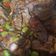 Cooksnap dari Akbar Family untuk resep Sepat Baby Petai Cabe Ijo