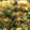 Bharati Kini's cooksnap of when they made Khaman Dhokla.