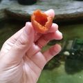 Cooksnap dari Annisa R. Habibah untuk resep Bola-Bola Ubi Kopong