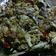 Cooksnap dari Dewi "Uwhie" untuk resep Cakalang Rica