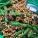 Cooksnap dari Nina untuk resep Tumis mie kacang panjang simple