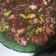 Cooksnap dari Karima Pratiwi untuk resep Sambel pete cumi asin