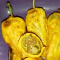 Bhavna Sahu का कुकस्नैप जब उन्होंने हरी मिर्च पकौड़ा(hari mirch pakoda recipe in hindi) बनाया था।