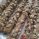 Cooksnap από christmast στη συνταγή Κουλουράκια με ηλιόσπορο